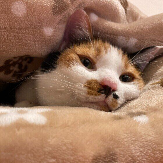 Mix（ミケ）のモミジちゃん♪