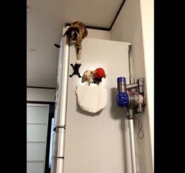 ショッカーを奪うひじきちゃん