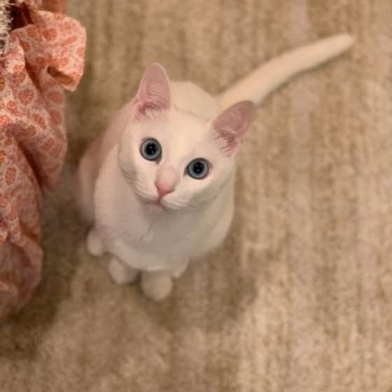 抱っこのおねだり中（MIX、オス）