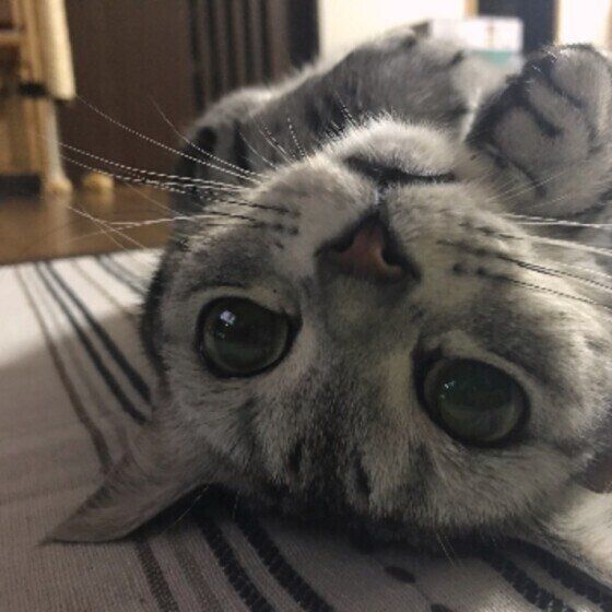 かまってほしいアメショーのメイ