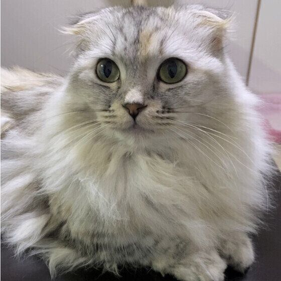 毛がもふもふなマンチカン