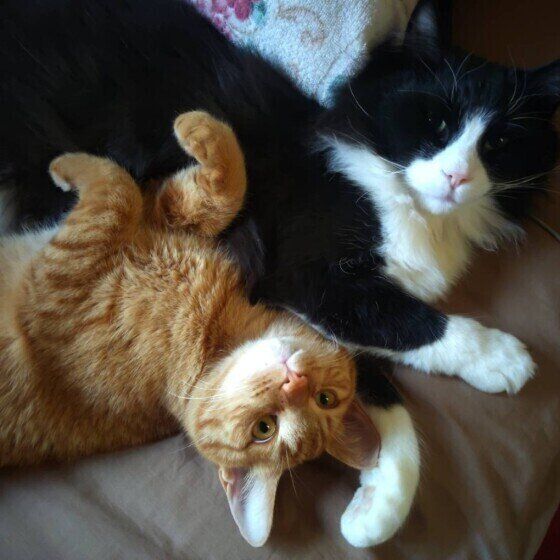 寄り添うノルウェージアンフォレストキャット