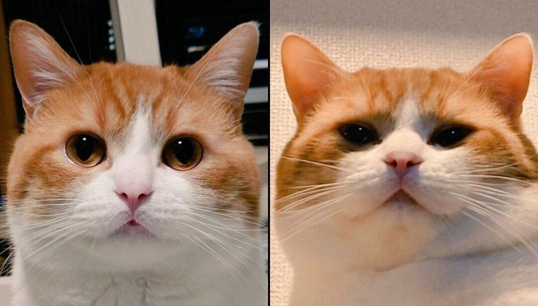 表情の差がスゴいおちゃまるくん