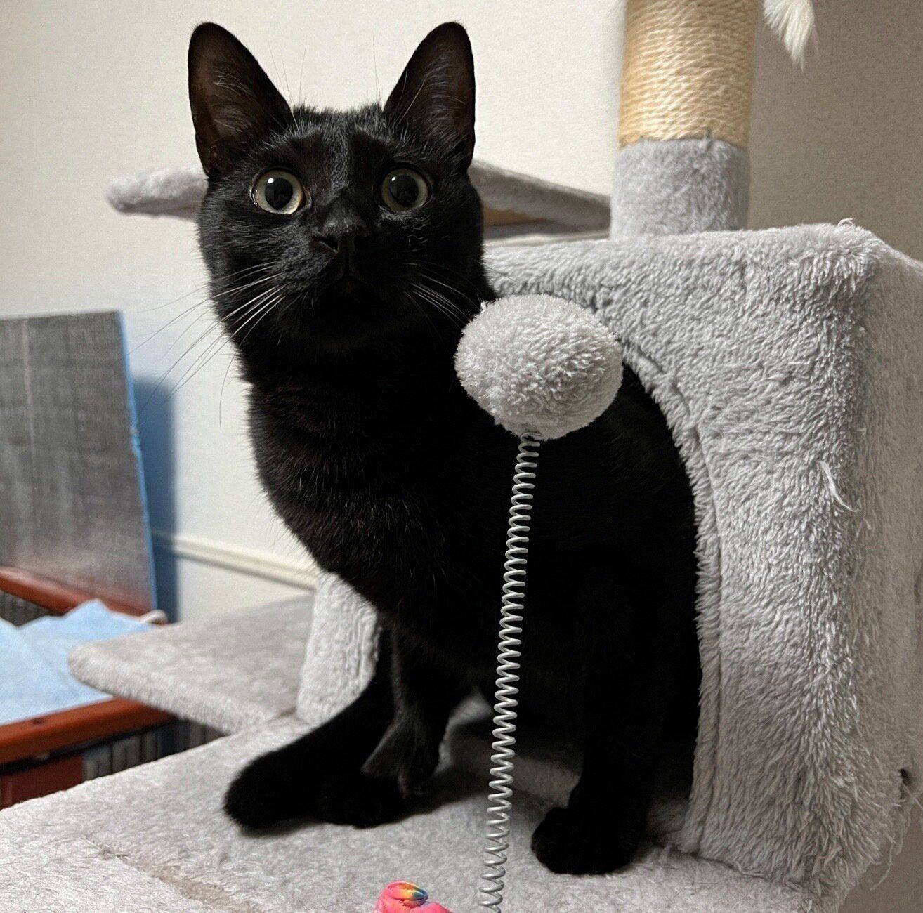 見つめるもんがくん