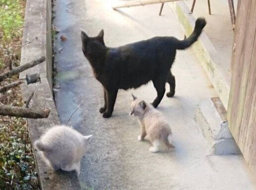 家の庭に現れたパンくん親子