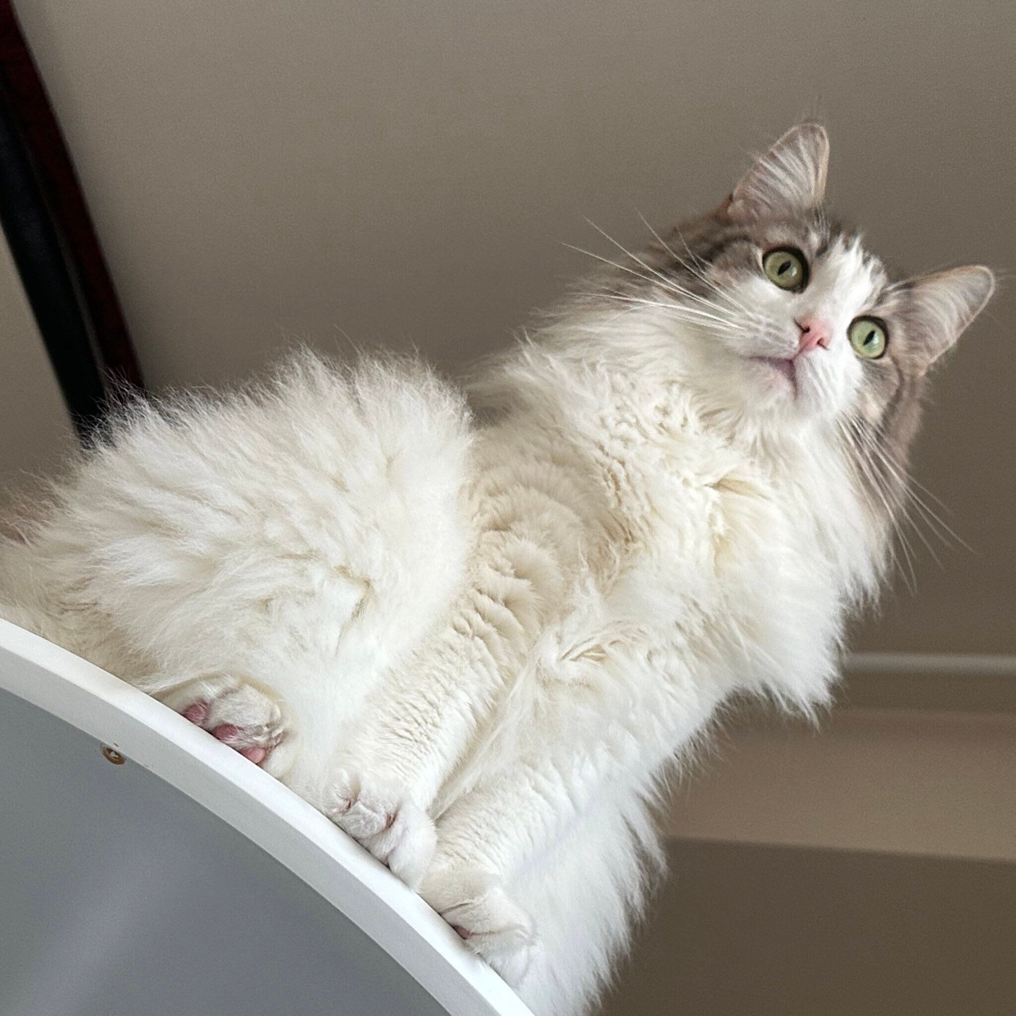 モフモフなセッコくん