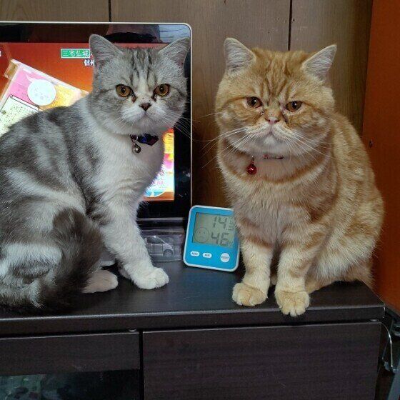 テレビの前に座る猫たち