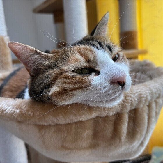 MIX　ミケのリコちゃん