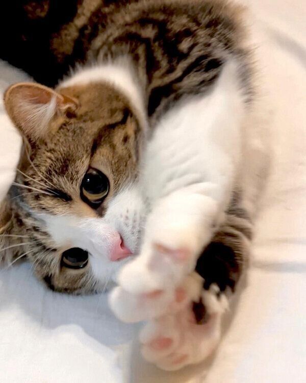 伸びをするひなたくん