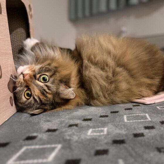 サイベリアンのうにもちゃん