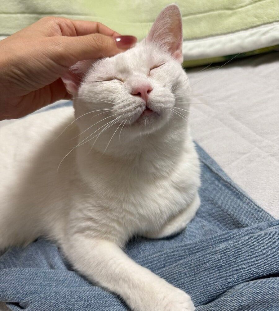 飼い主さんになでられてうっとりとするぐうちゃん