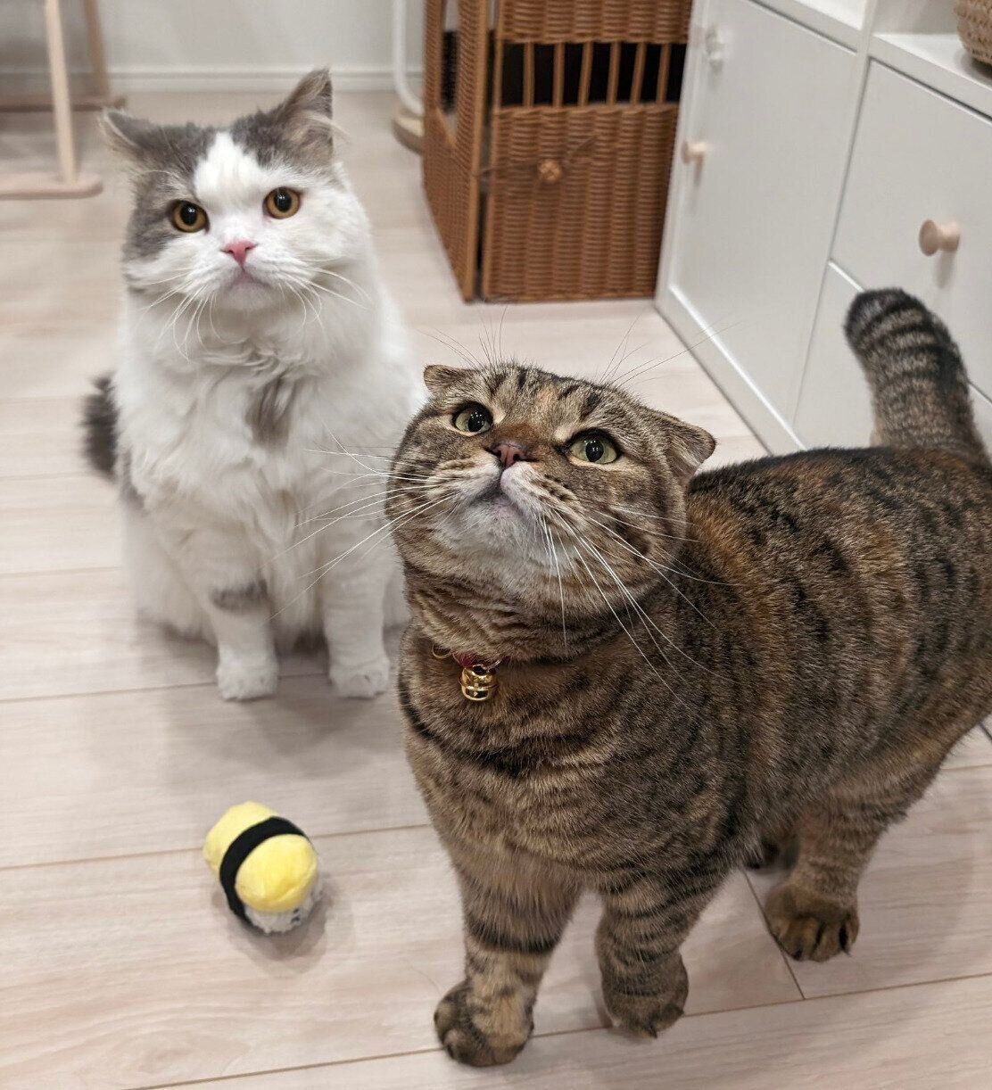 まつたけちゃん、おすしくん