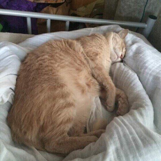 飼い主さんの足元で寝る茶トラ猫