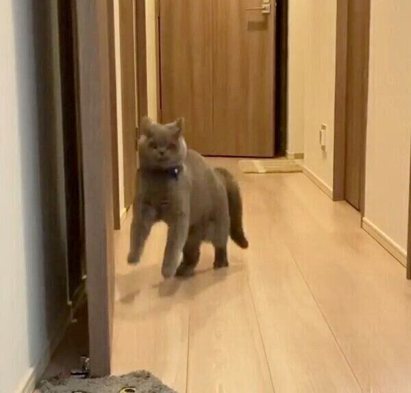 独特のステップを見せるトロくん