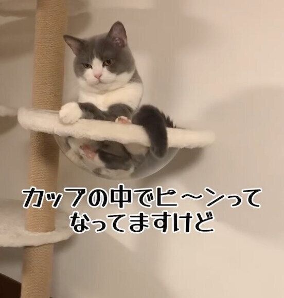 くつろぐレオンくん