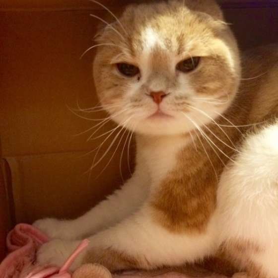 ふみふみするスコティッシュフォールド