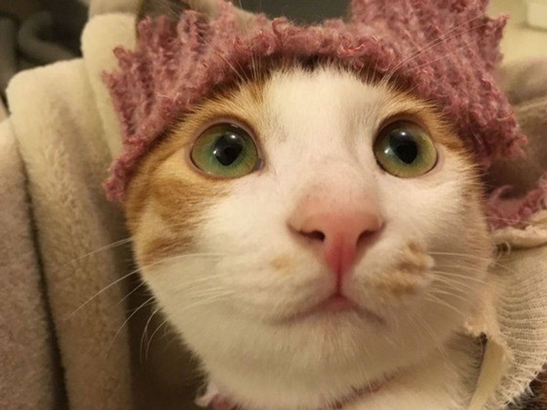 画像付き 猫が帽子を嫌がるのには理由があった 抜け毛帽子も紹介 ねこのきもちweb Magazine 画像付き 猫が帽子を嫌がるのには理由があった 抜け毛帽子も紹介 ねこのきもちweb Magazine