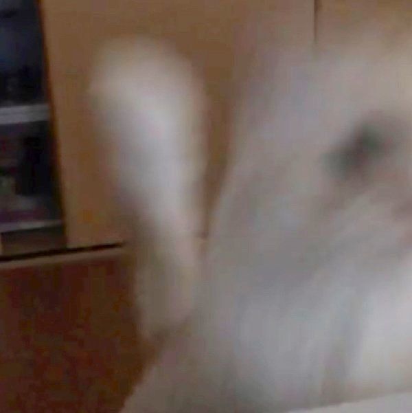 クローゼットに隠れるミヌエット