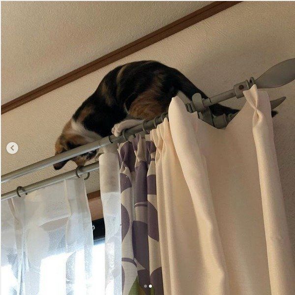 高いところが苦手な猫