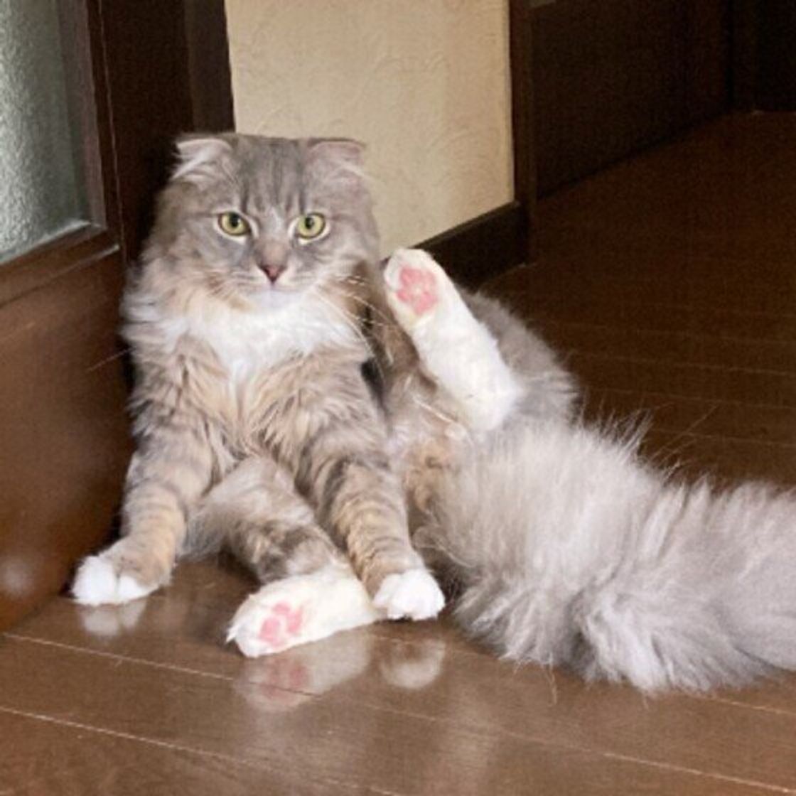 肉球の色で猫のタイプがわかる 猫の毛柄のパターンと性格の傾向 ねこのきもちweb Magazine 肉球の色で猫のタイプがわかる 猫の毛柄のパターンと性格の傾向 ねこのきもちweb Magazine