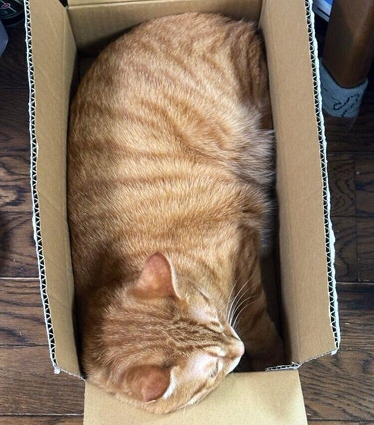 ミチミチのダンボールに入るころもくん