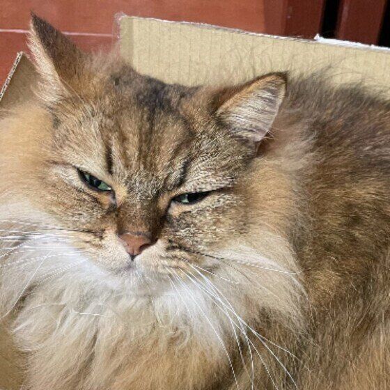 ペルシャのかかおくん♪