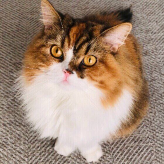 まあるいスコティッシュフォールド