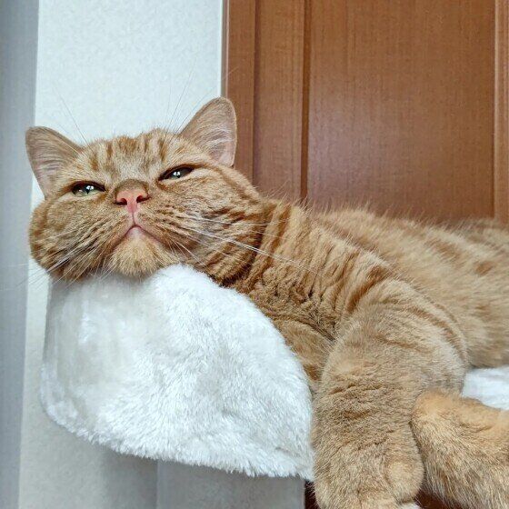 アメリカンショートヘアの龍太くん♪