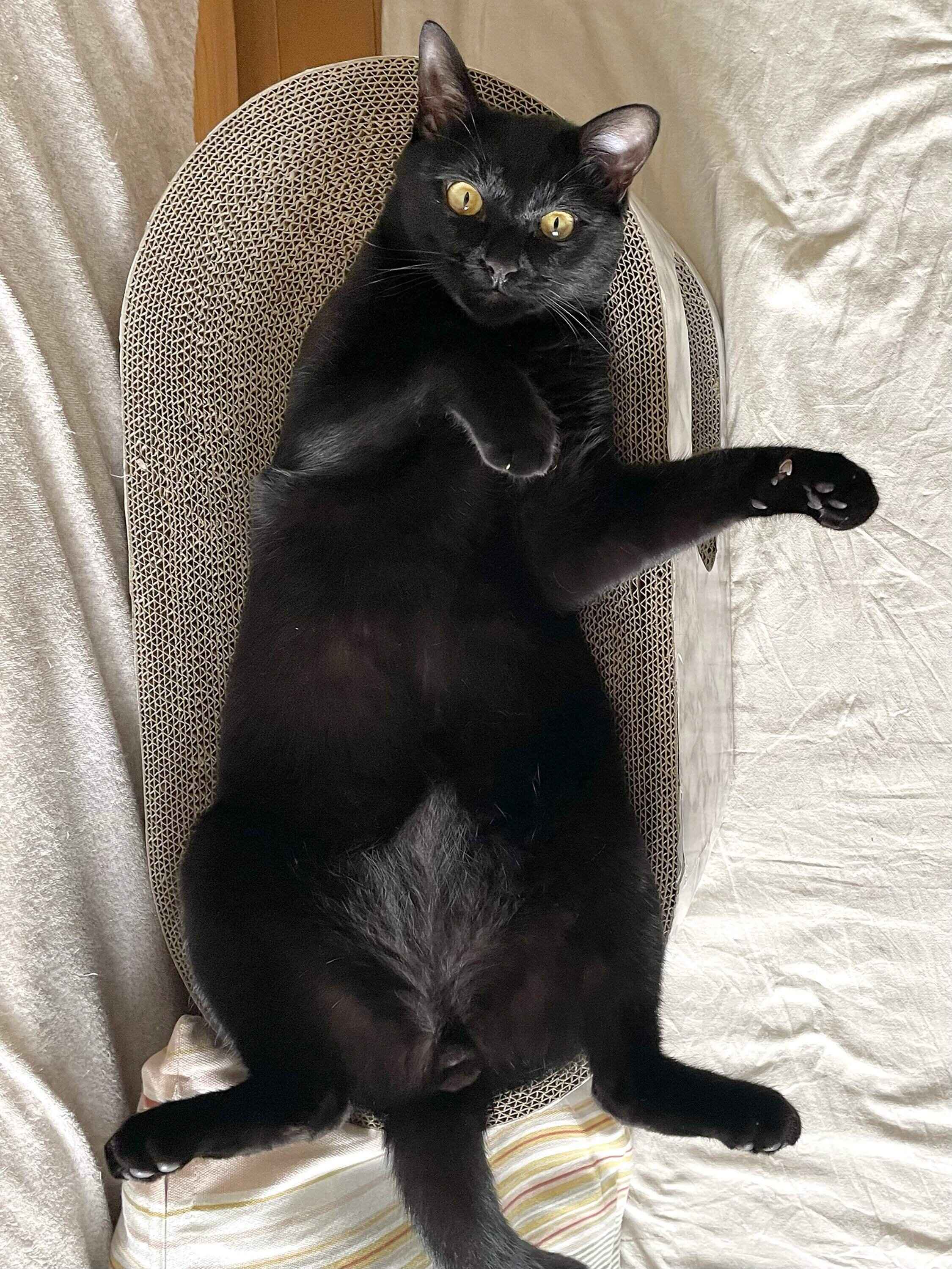 成長したこぐまくん