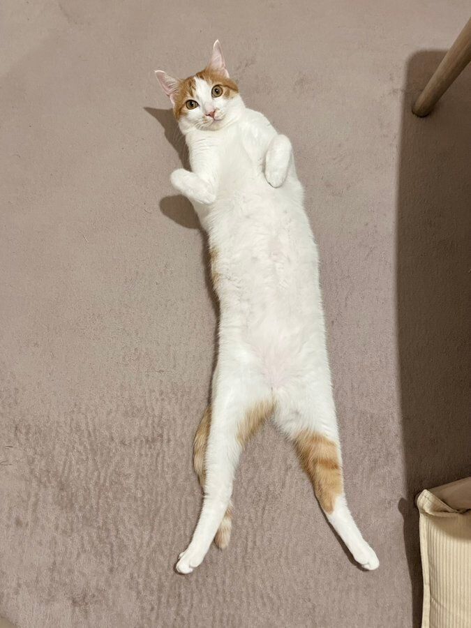 「へそ天したときの長～い胴体」がおさかなくんの魅力なのだとか