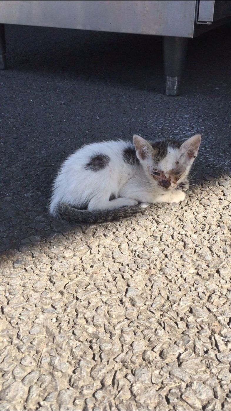 猫嫌いだったなんてウソみたい 夫がポッケちゃん命になるまで ねこのきもちweb Magazine 猫嫌いだったなんてウソみたい 夫がポッケちゃん命になるまで ねこのきもちweb Magazine
