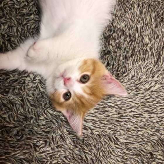 もかちゃん  マンチカン