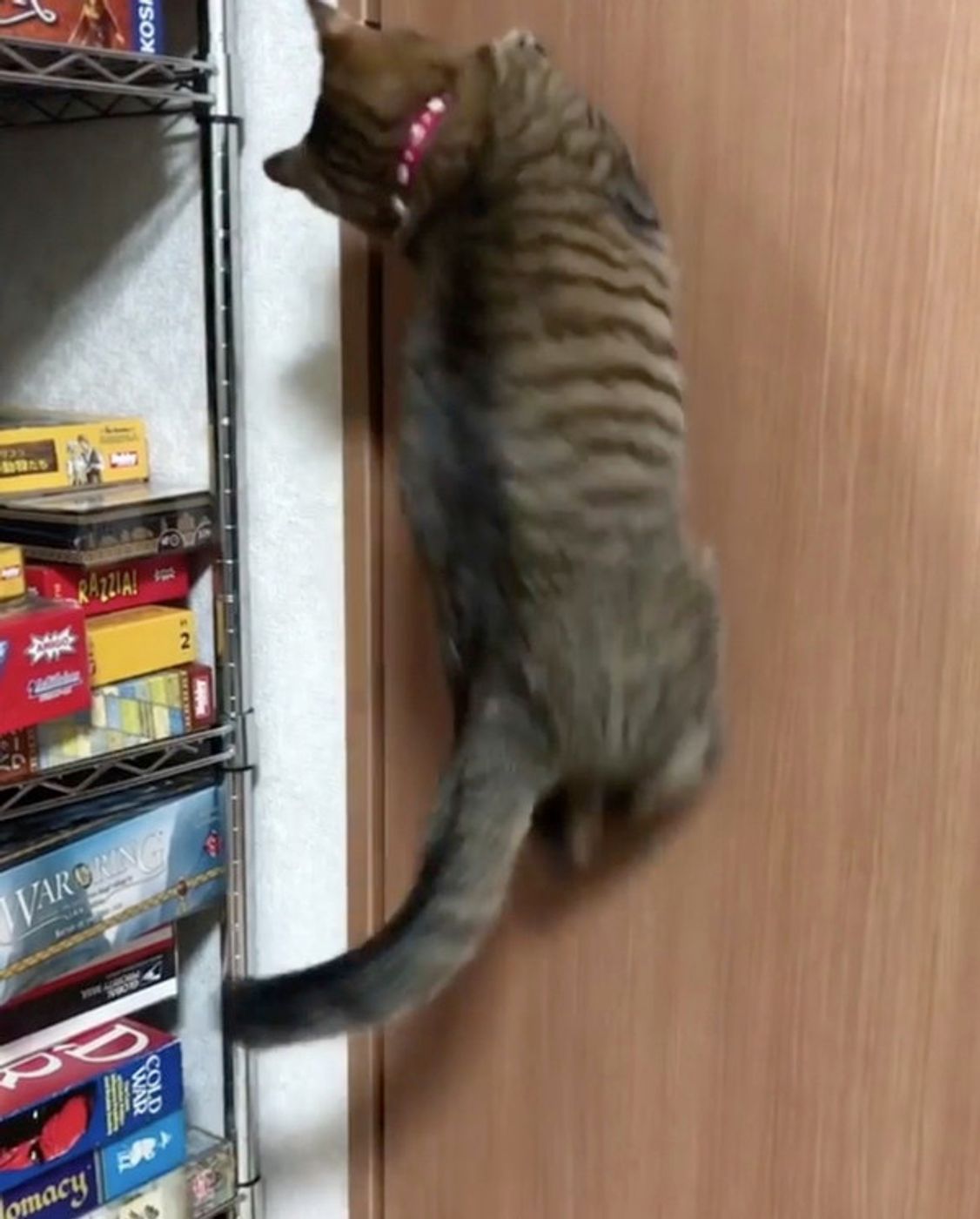 ニャンコたちの ドア開け 術がすごい おまけのngシーンもかわいすぎ ねこのきもちweb Magazine ニャンコたちの ドア開け 術がすごい おまけのngシーンもかわいすぎ ねこのきもちweb Magazine