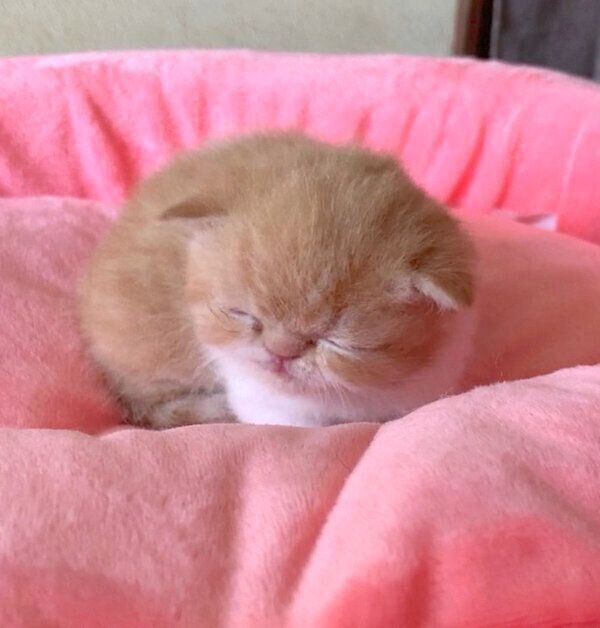 飼い主さんの家にやってくる前のまめ吉くん