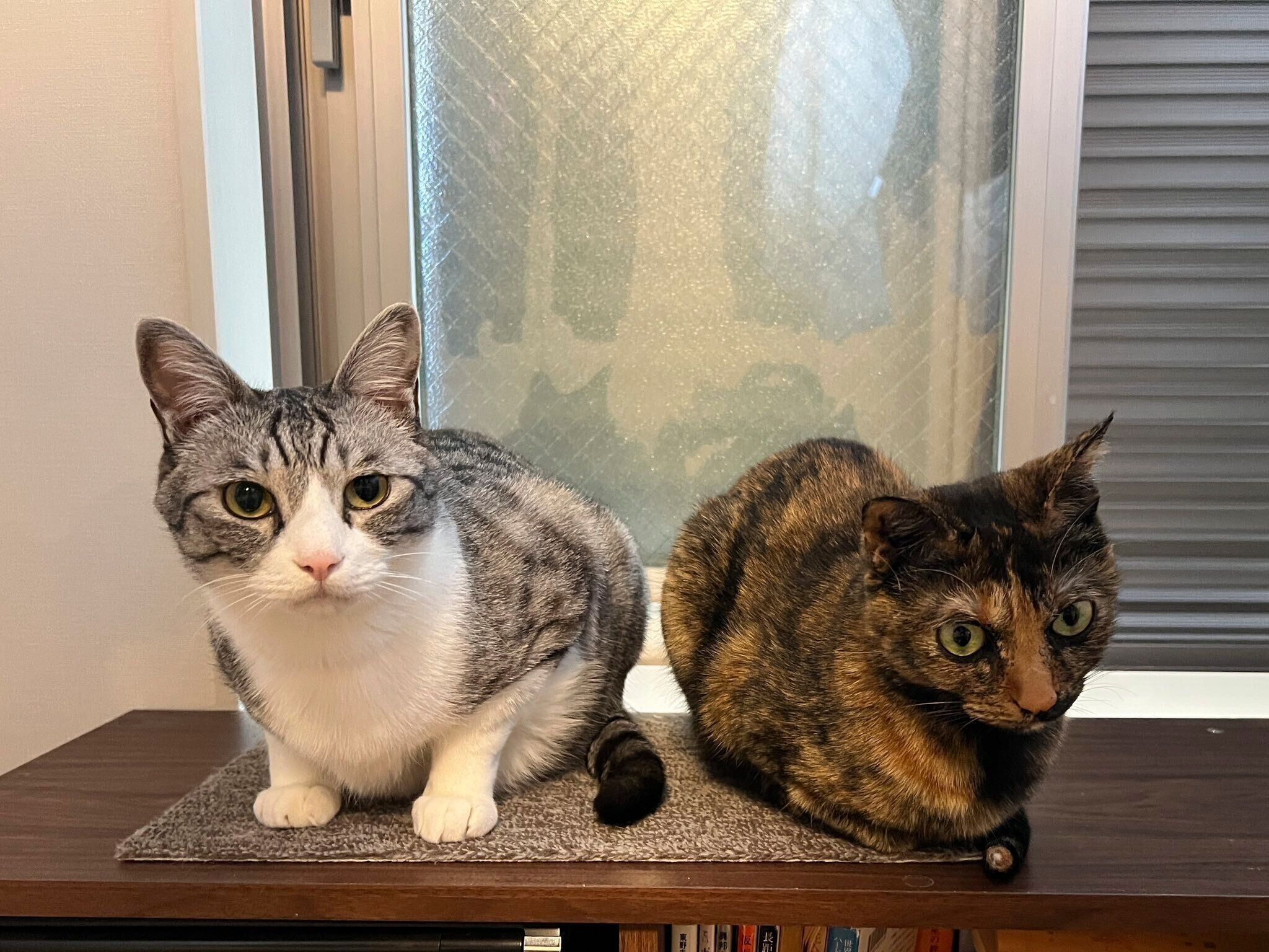 きぬちゃんと先住猫・たねくん