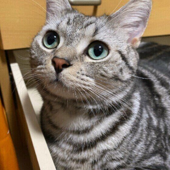 タンスに入るアメリカンショートヘアのミヤ