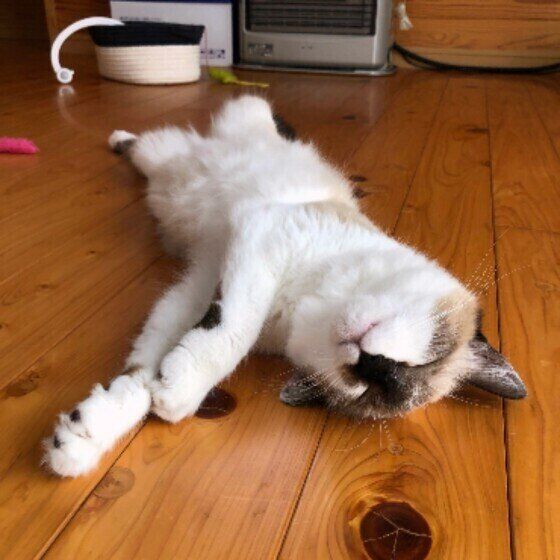 へそ天するトト子ちゃん（MIX）