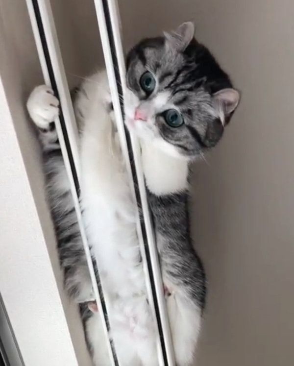 まさかの場所にいるマンチカン