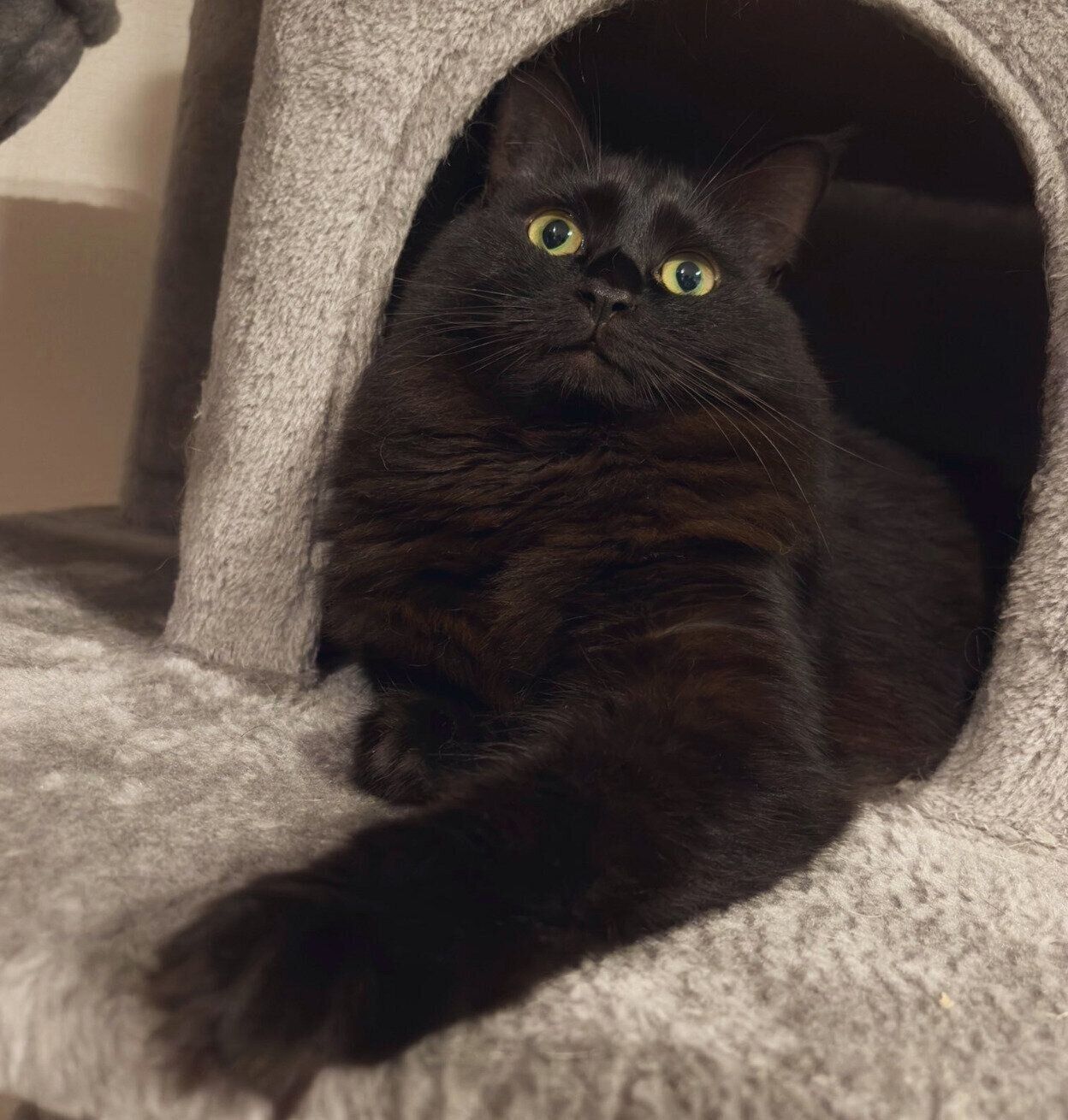 まったりするヨルちゃん