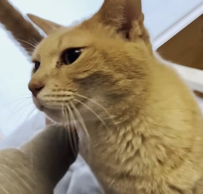 お父さんに甘えるひのきちゃん