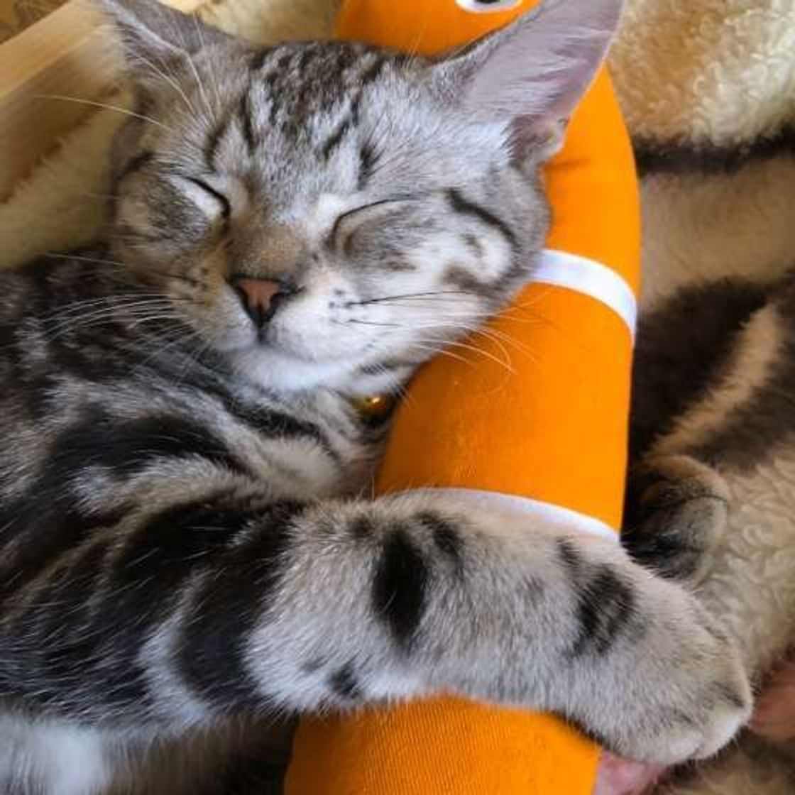猫の目の上がハゲている なぜ 注意が必要な症状も ねこのきもちweb Magazine 猫の目の上がハゲている なぜ 注意が必要な症状も ねこのきもちweb Magazine