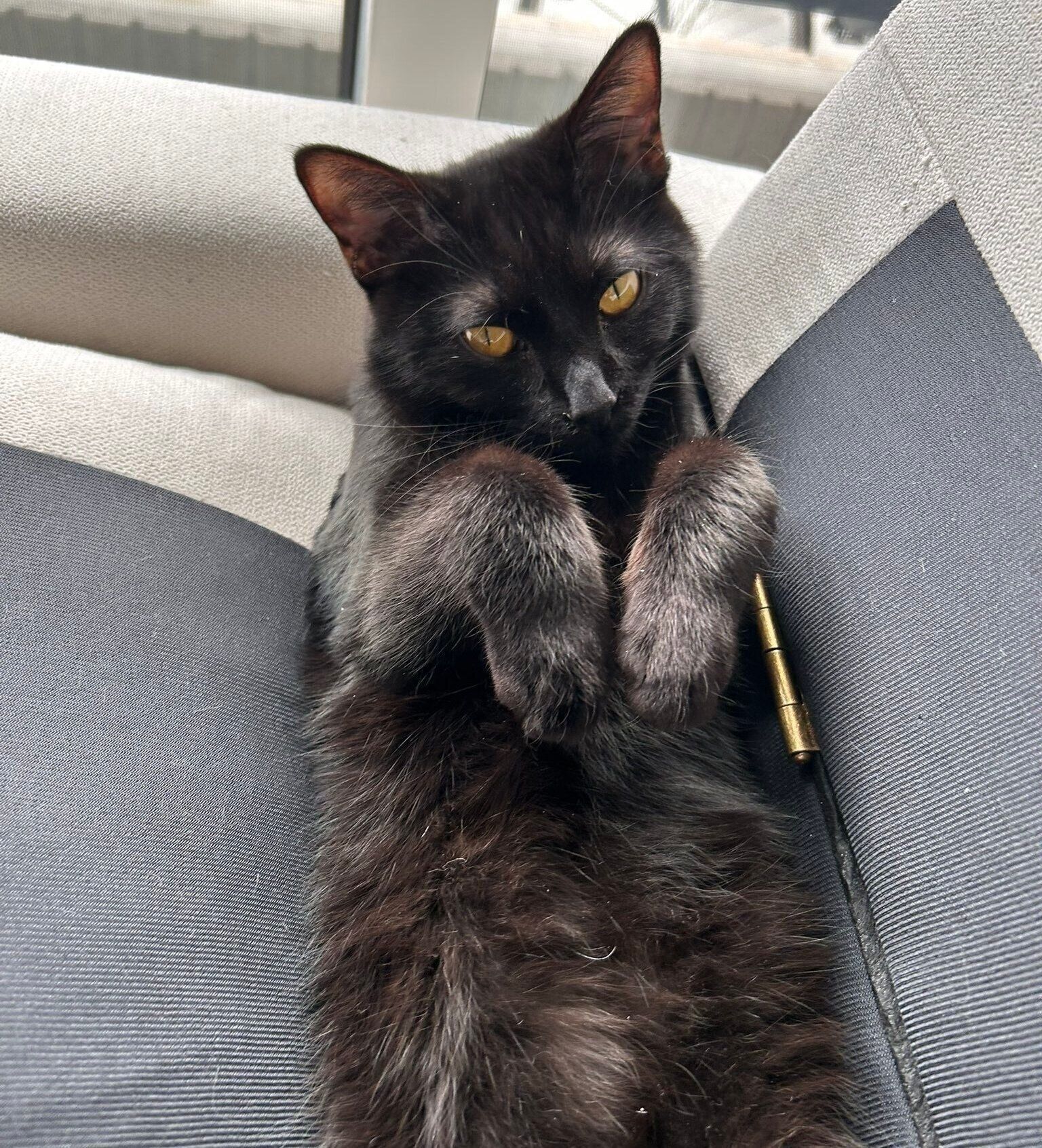 ソファの隙間でくつろぐけとしくん。「あざといね」と飼い主さん。