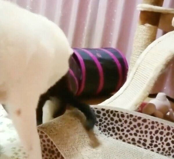 かりんちゃんの元から逃げるゆずちゃん