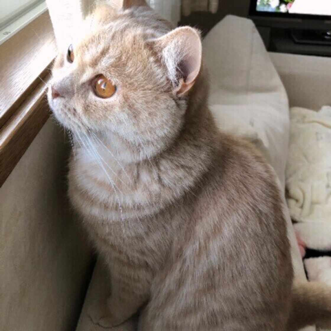 万が一のことを考えて 飼い主が実践している 猫の脱走防止対策 が参考になる ねこのきもちweb Magazine 万が一のことを考えて 飼い主が実践している 猫の脱走防止対策 が参考になる ねこのきもちweb Magazine