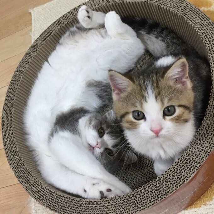 子猫時代の1コマ　「かわいい」以外の言葉が見つからない