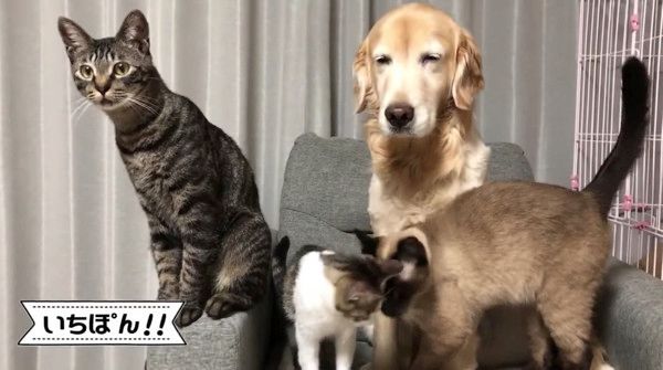 犬を取り囲む猫たち