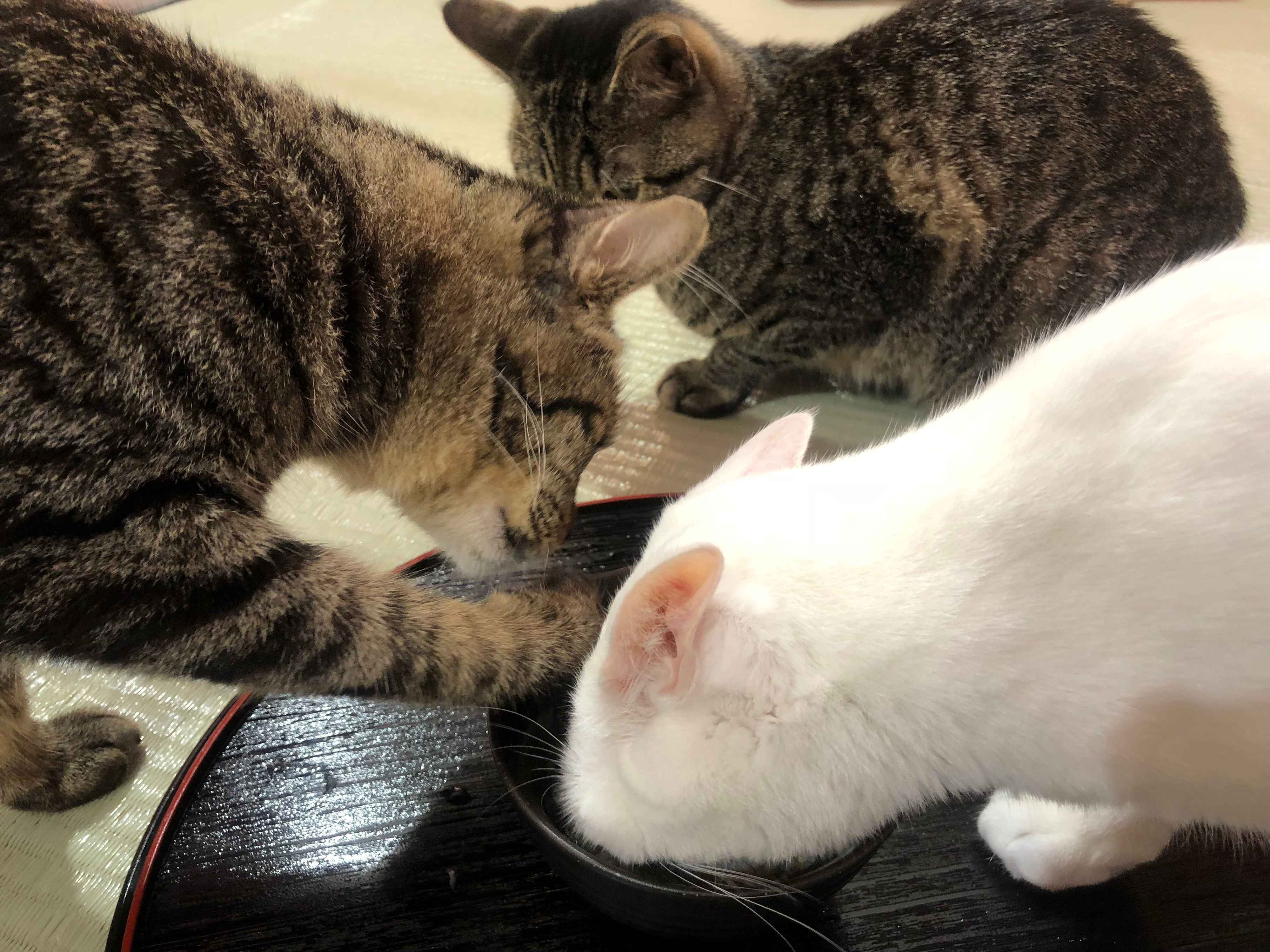 顔をつっこみ手をつっこみ、がっつく猫ちゃんたち