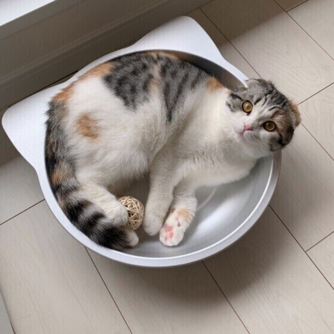 調査 猫の飼い主がいま気になる 愛猫のために買いたい 暑さ対策グッズ ねこのきもちweb Magazine 調査 猫の飼い主がいま気になる 愛猫のために買いたい 暑さ対策グッズ ねこのきもちweb Magazine