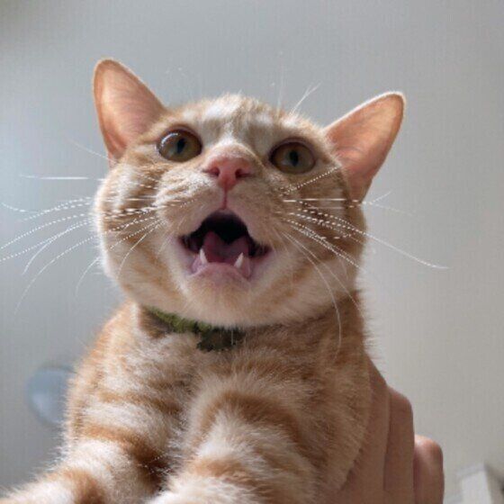 茶トラ猫のしゅがーちゃん