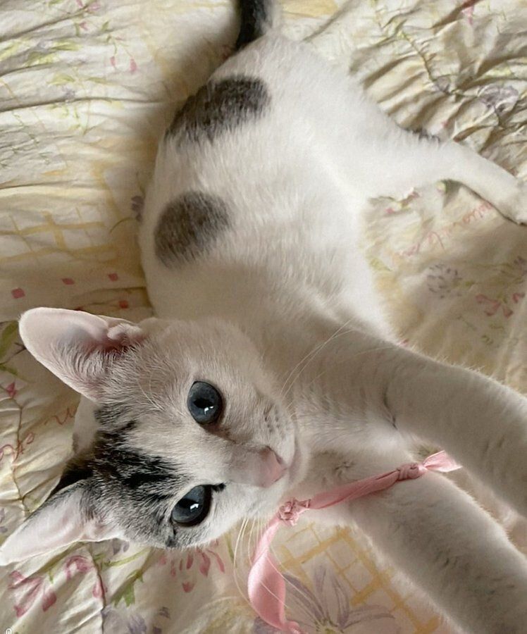 遊んでいるにぃなちゃん